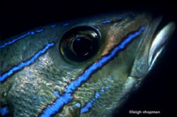 "Blue Lightning". Caribbean reef fish. Nikonos V with 35 ... by Leigh Chapman 
